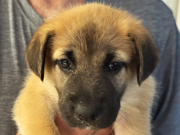 chinook puppy